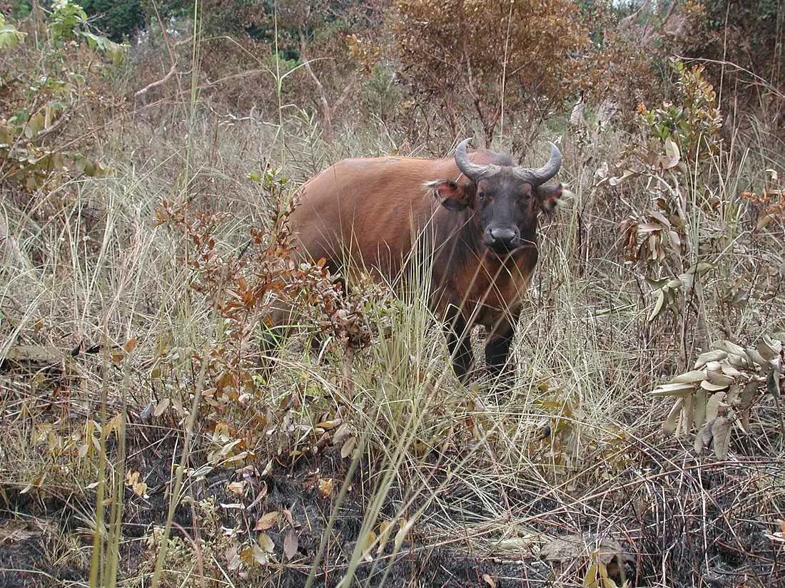 Syncerus caffer nanus 2996370
