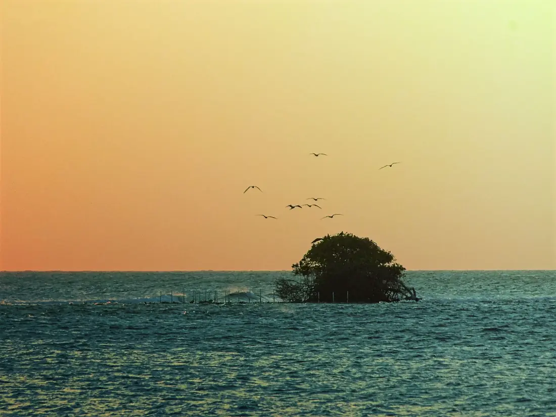 Last remaining Mangroves at the coast of Paardenbaai, Oranjestad Aruba