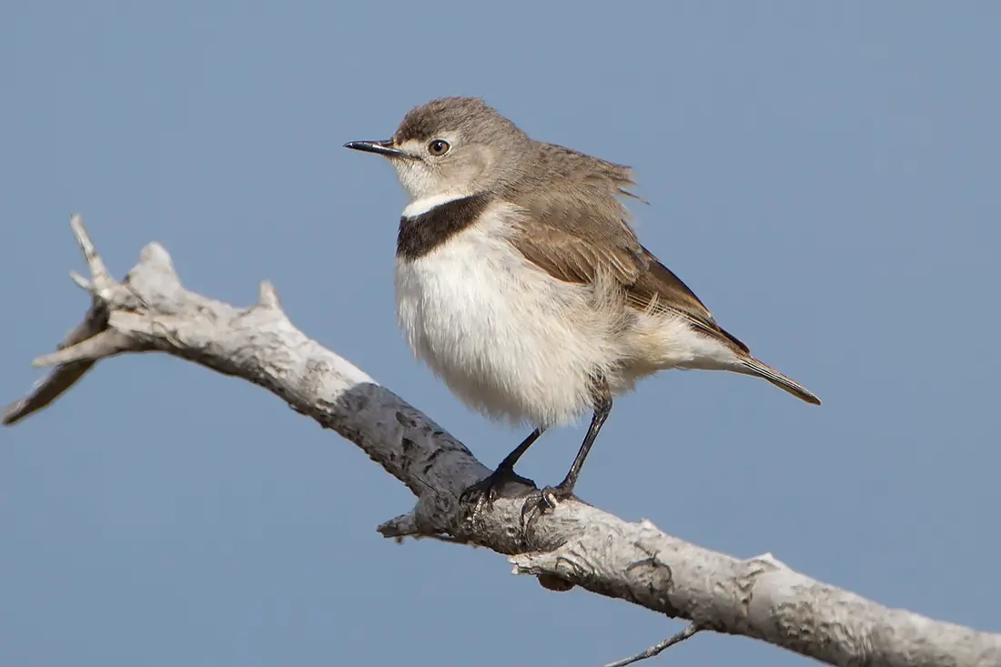 Epthianura albifrons - Orielton Lagoon