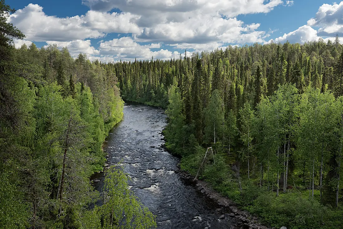 Kanjonin kurkistus by Savinajoki in Oulanka National Park, Salla, Lapland, Finland, 2021 June