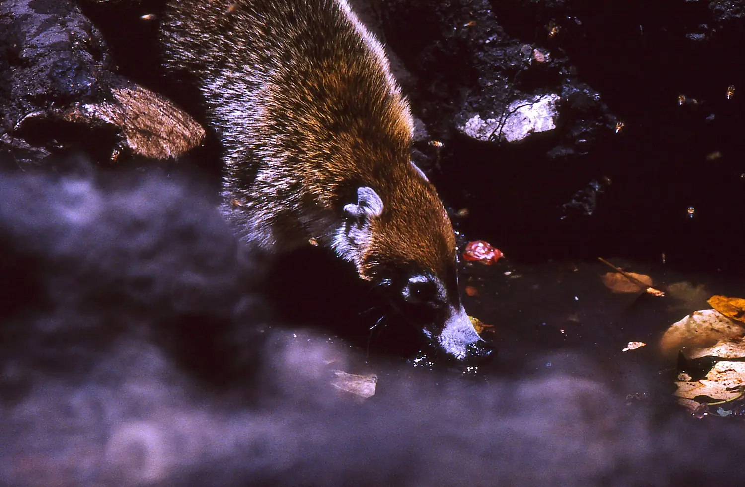 White-nosed Coati (Nasua narica) (24330814574)