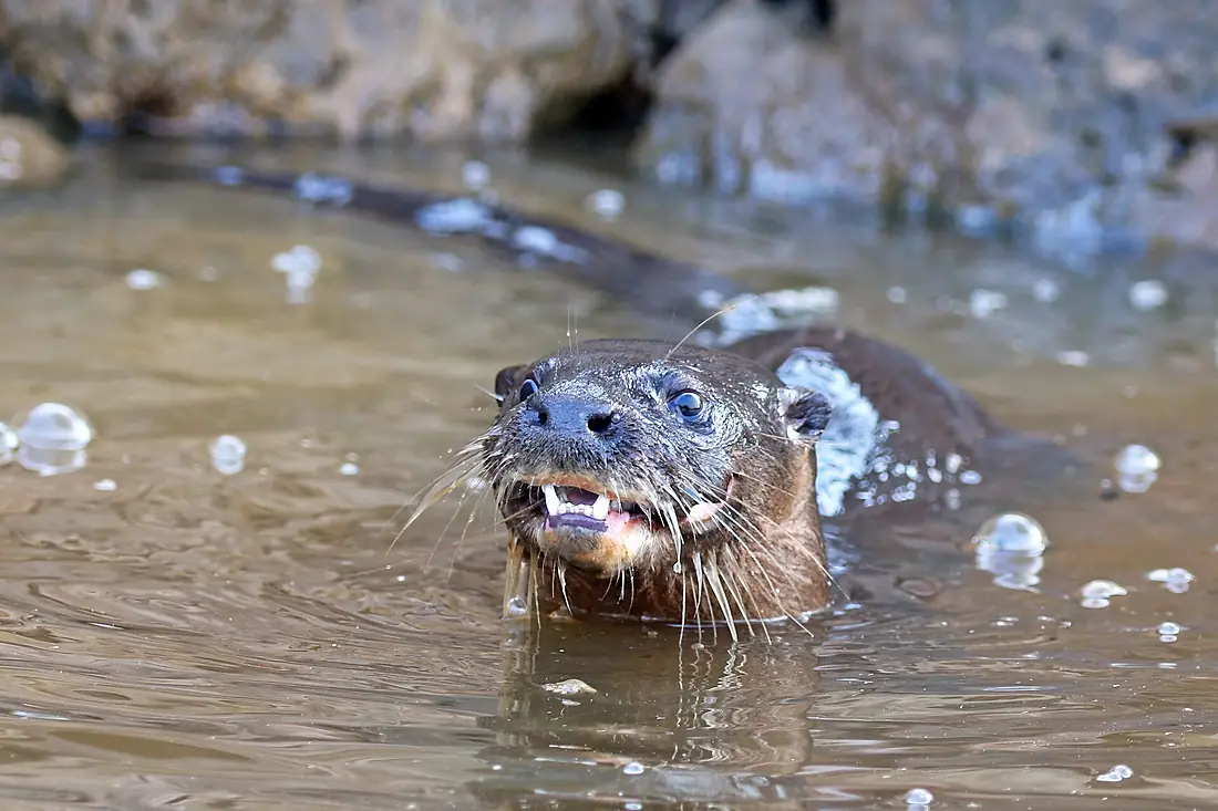 Neotropical otter (Lontra longicaudis) Rio Negro