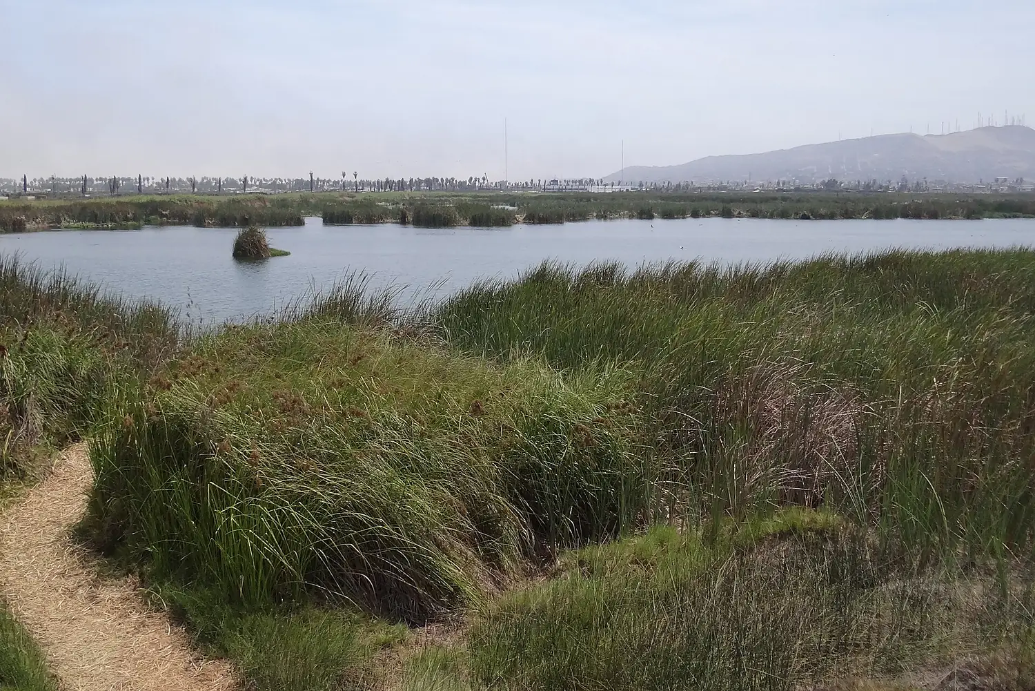 2014 view of Laguna Principal, Refugio de Vida Silvestre los Pantanos de Villa