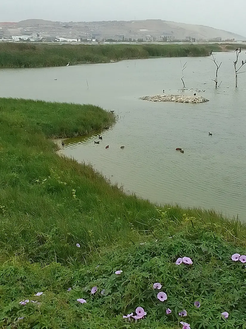 Aves en marvilla
