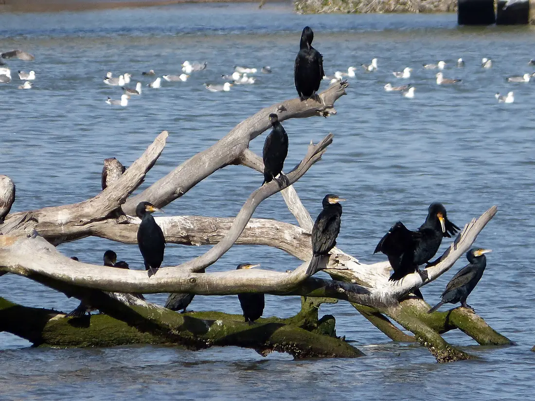 Cormorant tree - Flickr - gailhampshire
