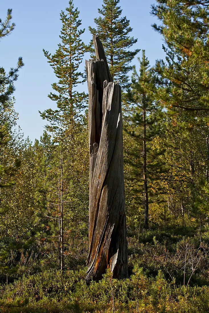 Twisted trunk