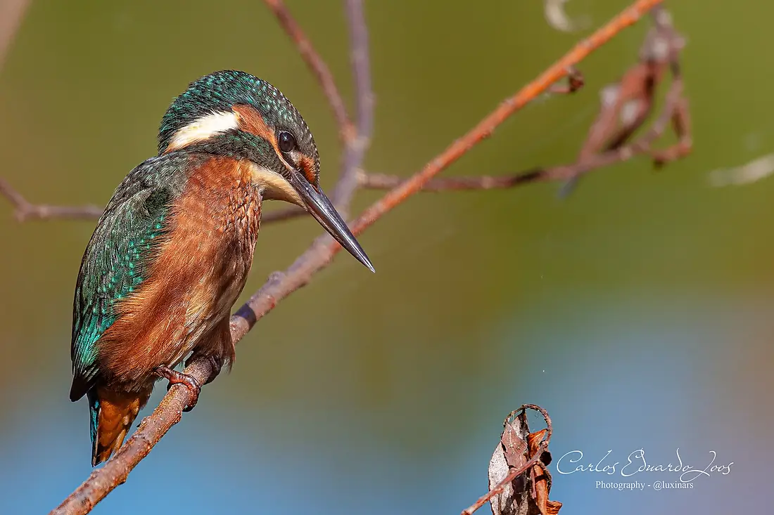 Common Kingfisher taken in the Reserva do Paul Arzila, Portugal (53036218093)
