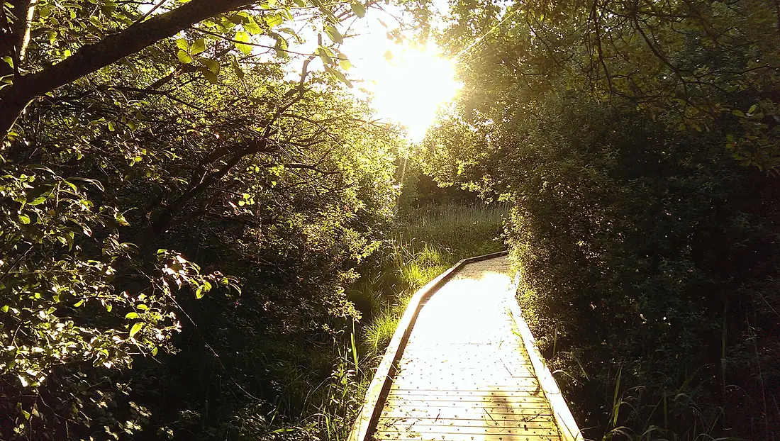Summer sunshine at Pollardstown Fen