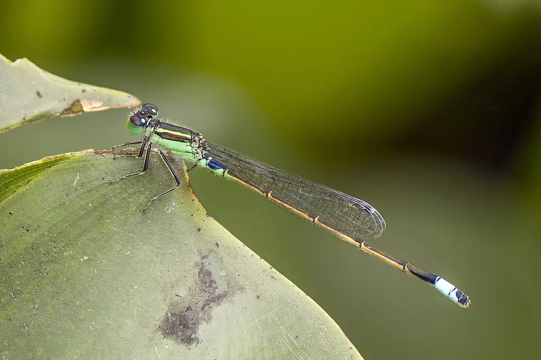 Common bluetail (Ischnura senegalensis) male Prek Toal