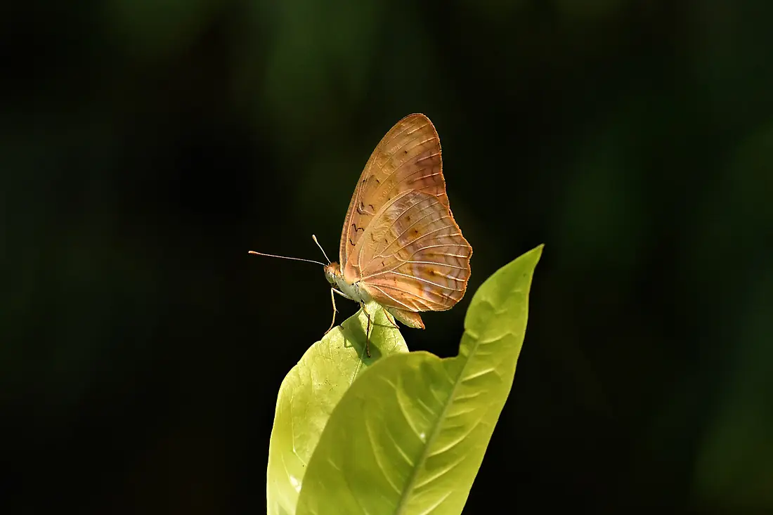 Close Wing Basking of Phalanta phalantha (Drury, 1773) - Common Leopard DSC 5198a
