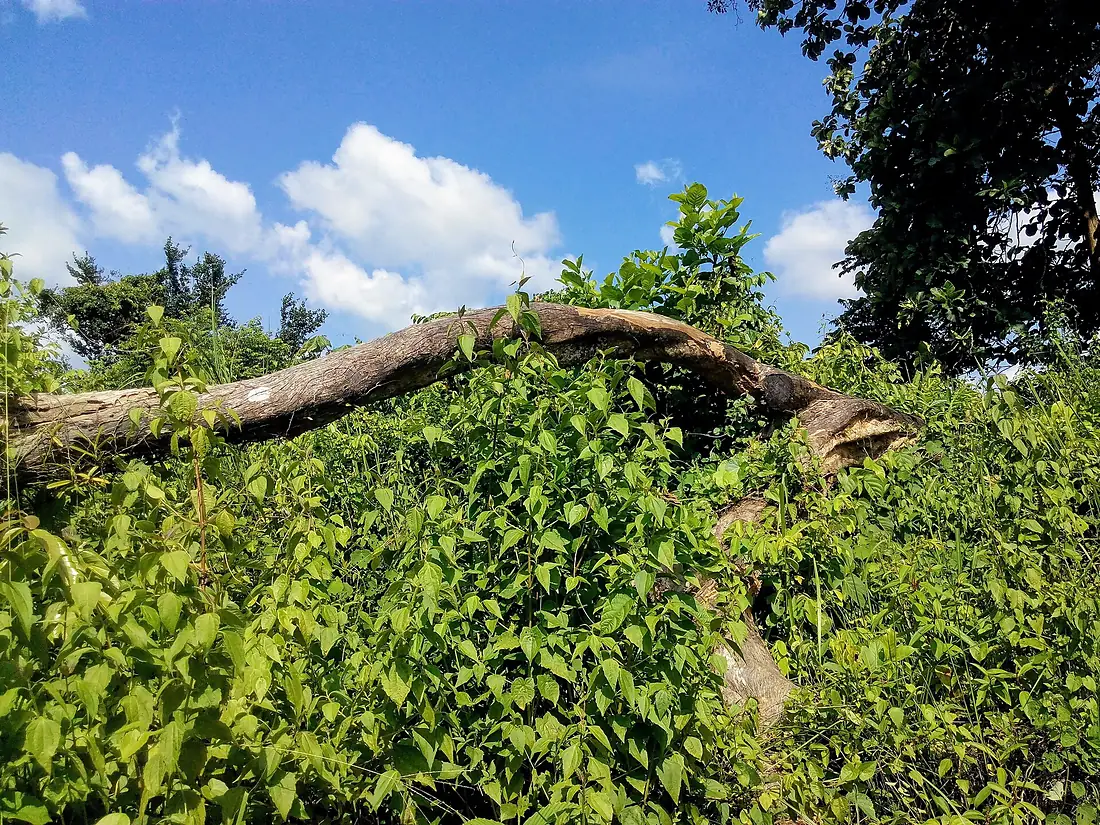 Blue sky in Rema Kalenga reserved forest