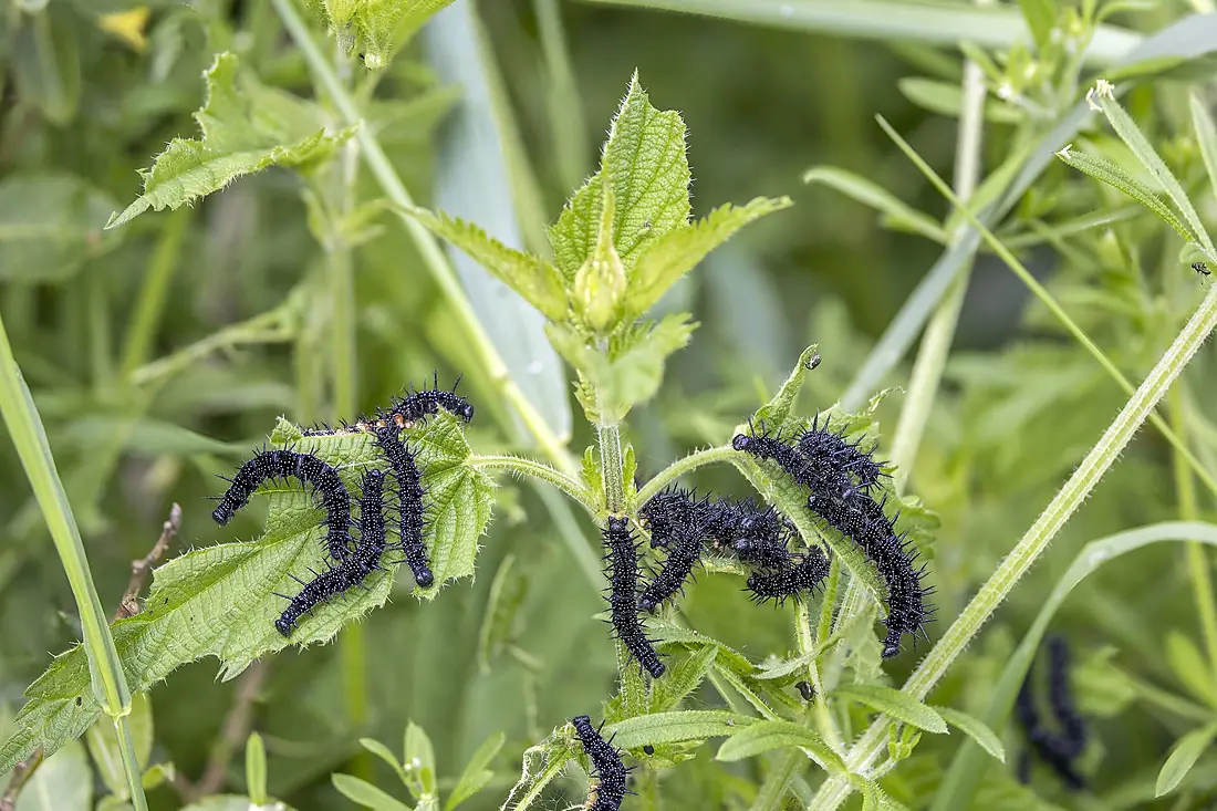 Peacock (Aglais io) caterpillars on stinging nettle (Urtica dioica) Ruggeller Riet