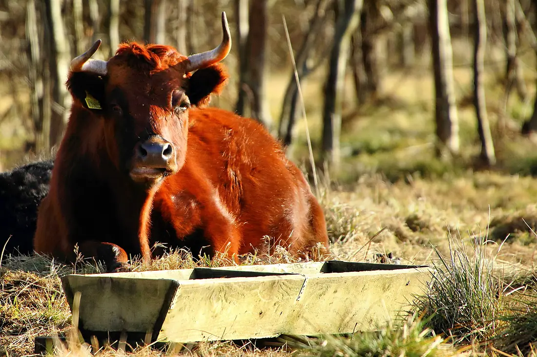 Bull - Rutland Water (16356085425)