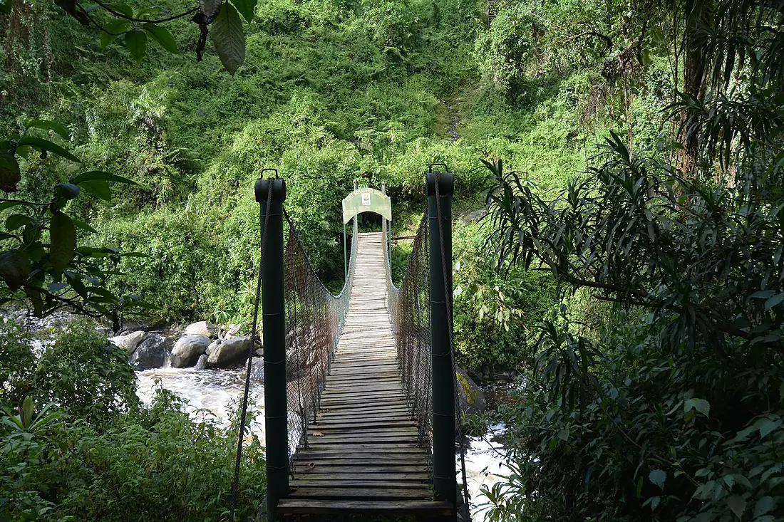 Kurt Schaffer Bridge in the Rwenzori Mountains