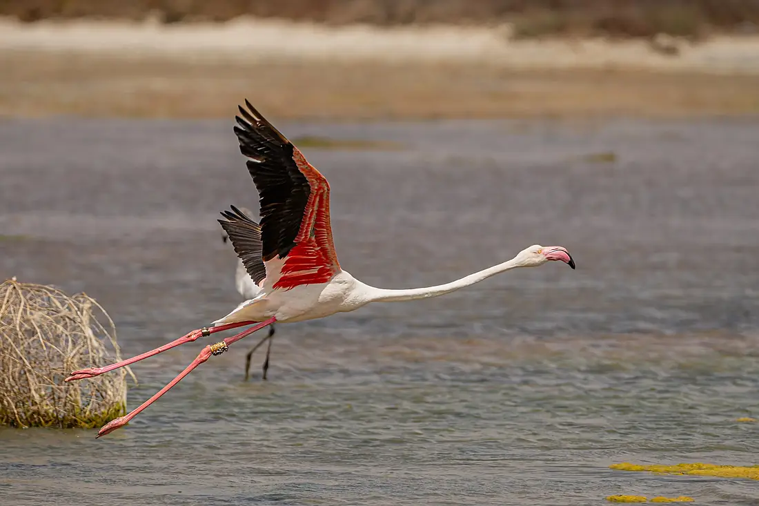 Decollage d'un flamant rose bagué - thyna
