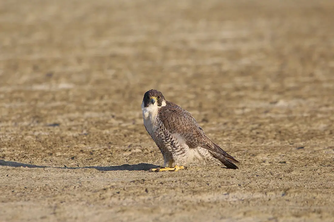 Peregrine Falcon at Sambhar Salt Lake