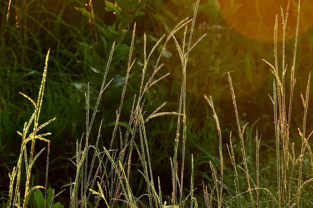Big Bluestem (Andropogon gerardii) Sand Lake WMD (15952575030)