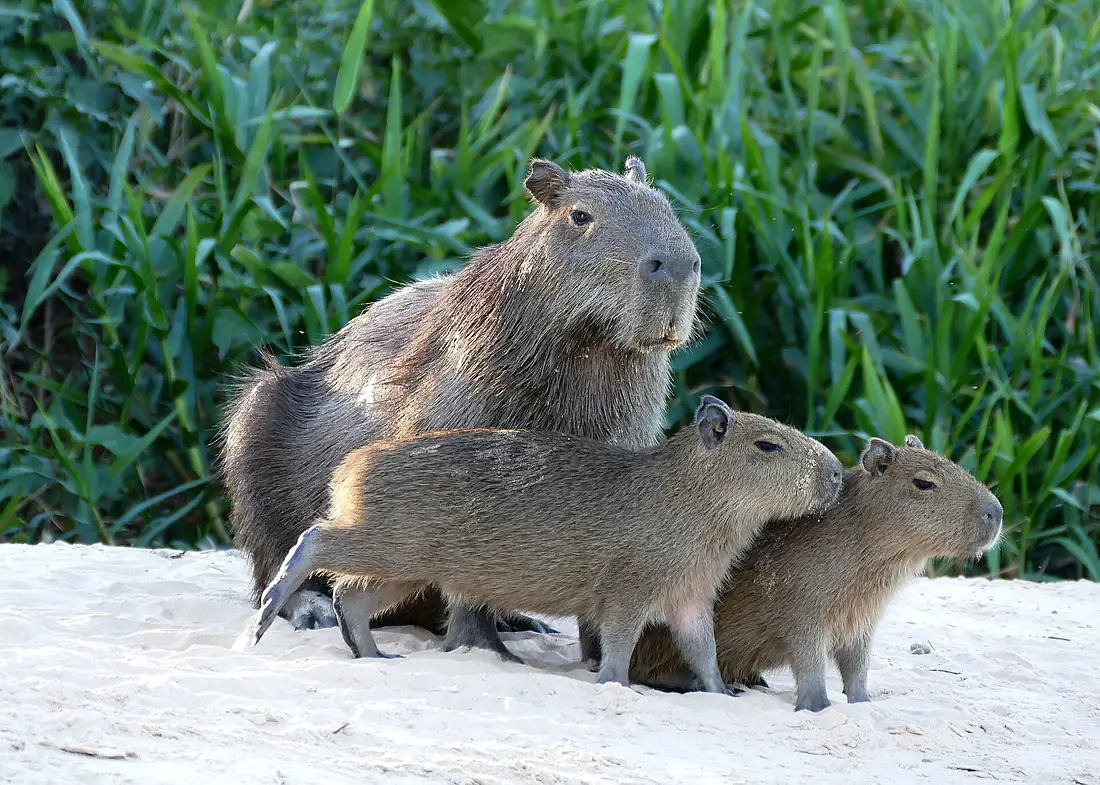 Capybaras (Hydrochaerus hydrochaeris) female with twins at the beach ... (28555170992)