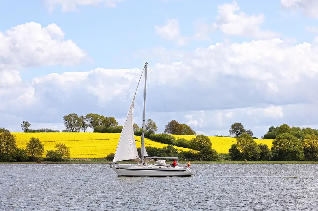 Rapsblüte in typischer Knicklandschaft im Naturpark Schlei