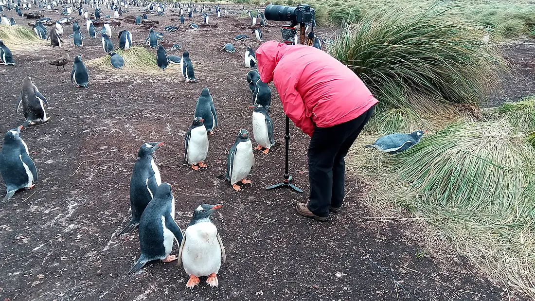Juvenile Gentoo penguins (49653937163)