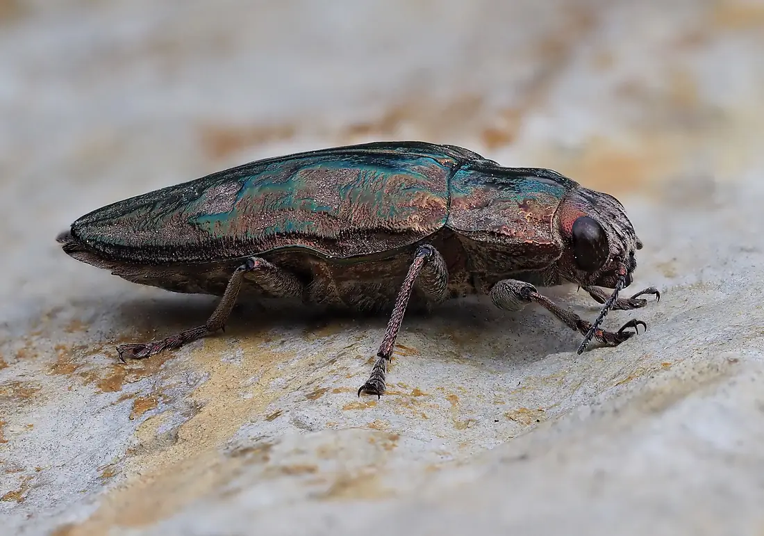 Großer Kiefernprachtkäfer (Chalcophora massiliensis), Serra da Malcata, Portugal (47691206671)