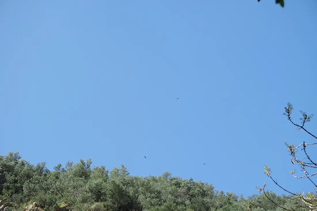 Buitres sobrevolando el Parque Natural Sierra de Hornachuelos