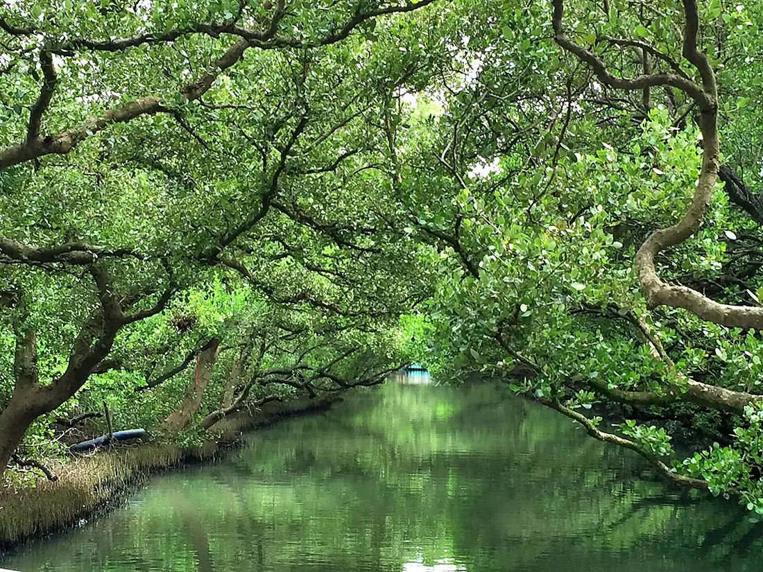 Taijiang National Park Zong Zhe Li-2