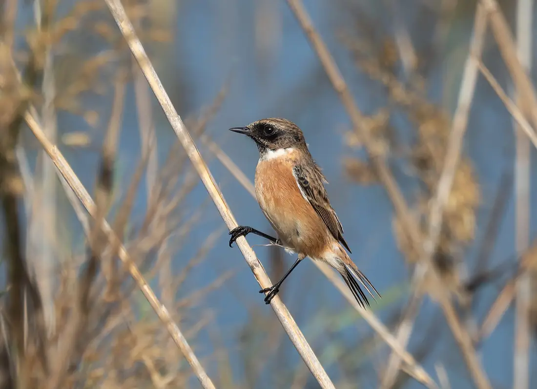 European stonechat (80533)