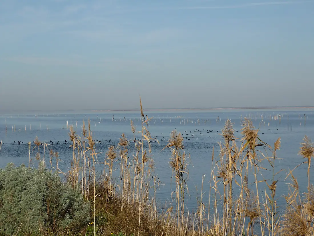 Cabras Pond view1