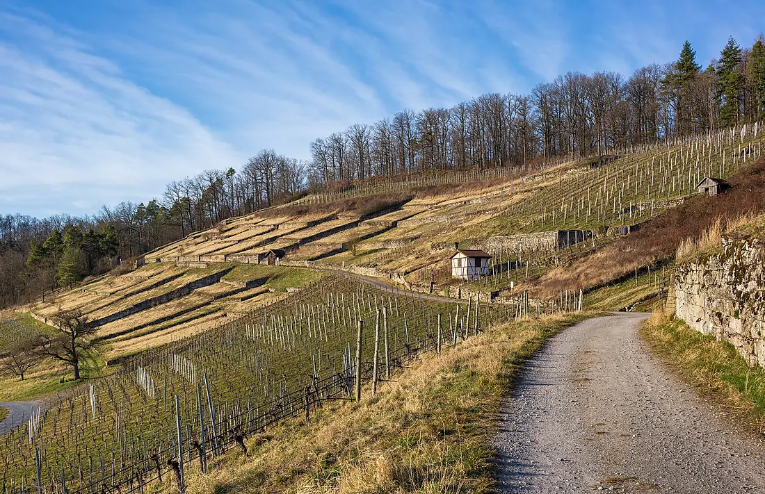 Sachsenheim - Ochsenbach - Geigersberg - nördlicher Teil von SSO im März