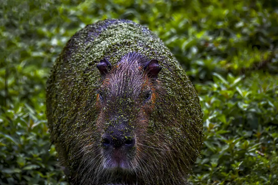 Capivara no Taim