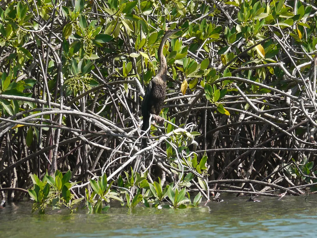 Gambia02AbukoLaminLodge047 (5400651168)