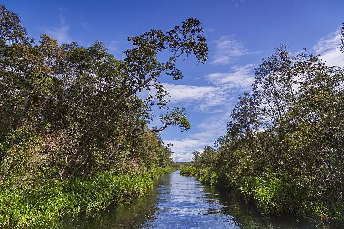 Landscape of theTanjung Puting National Park - Indonesia 2