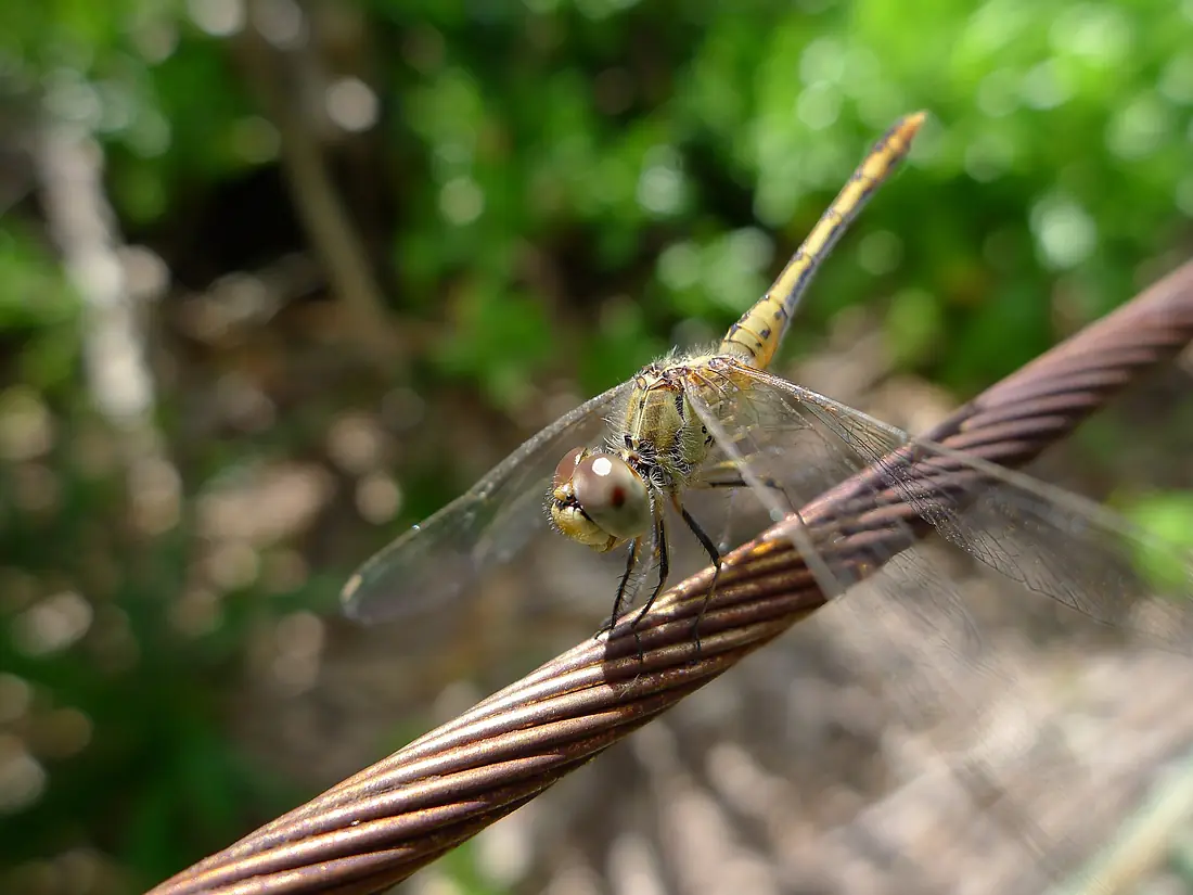 Wandering percher (5694790534)