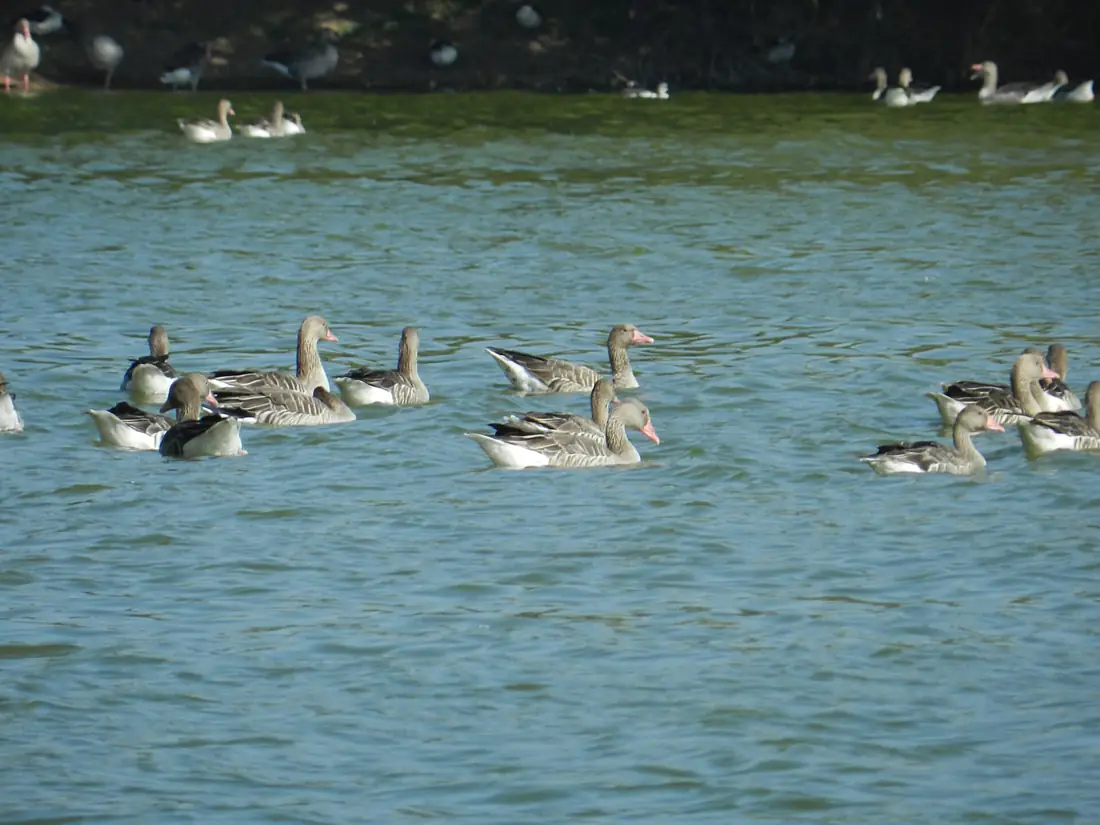 Ducks in Thol Lake