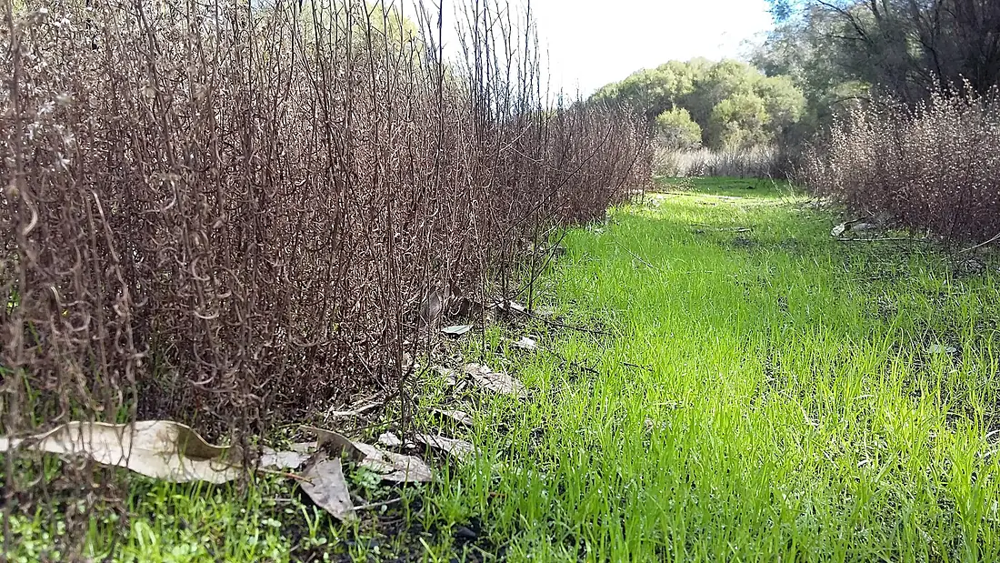 On a path around Thomsons Lake - detail