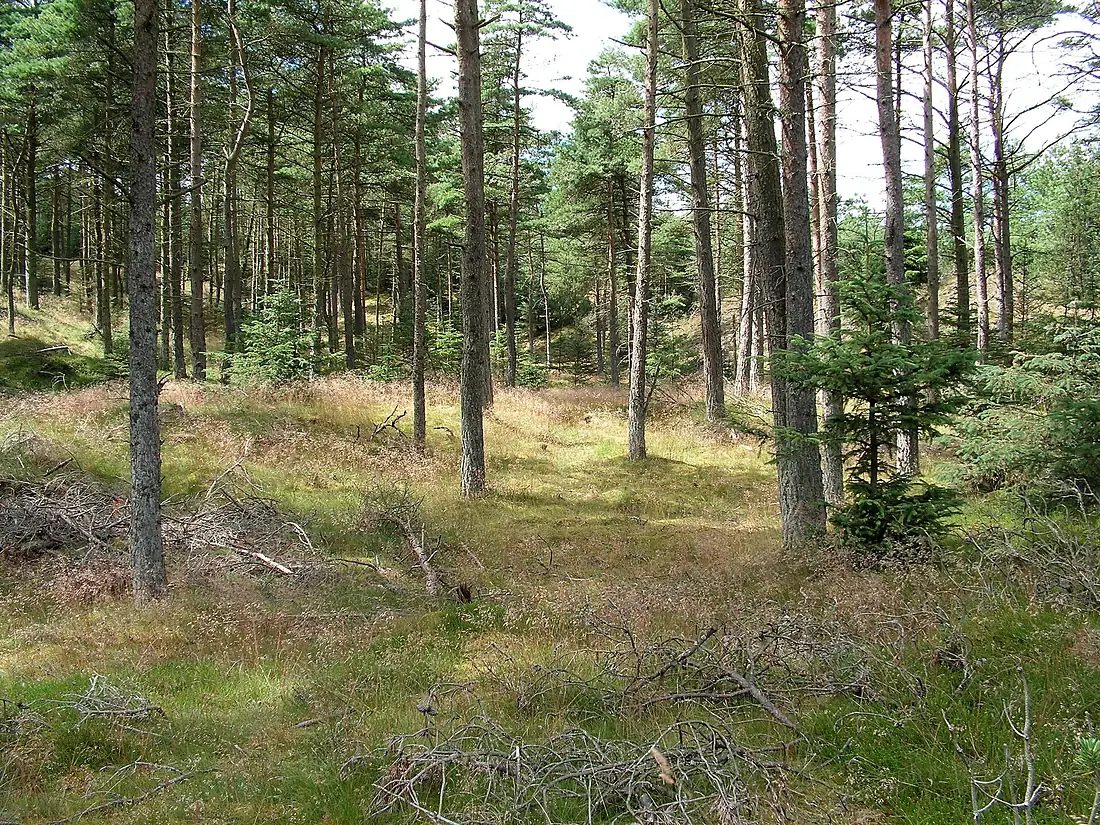 Tved Klitplantage