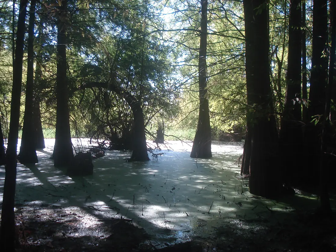 Lac Tonga