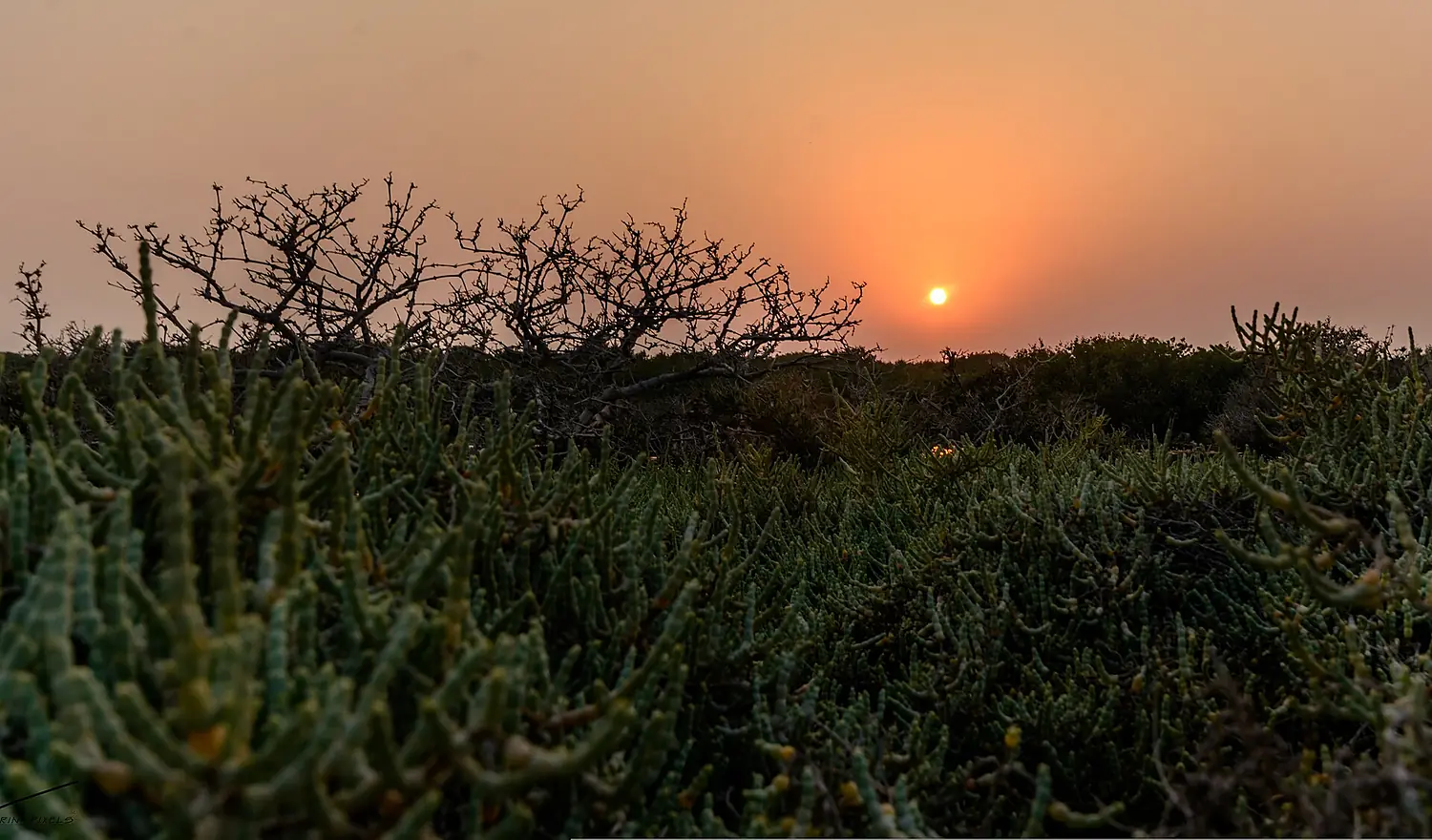 RAS SANAD MANGROVE FOREST (cropped)