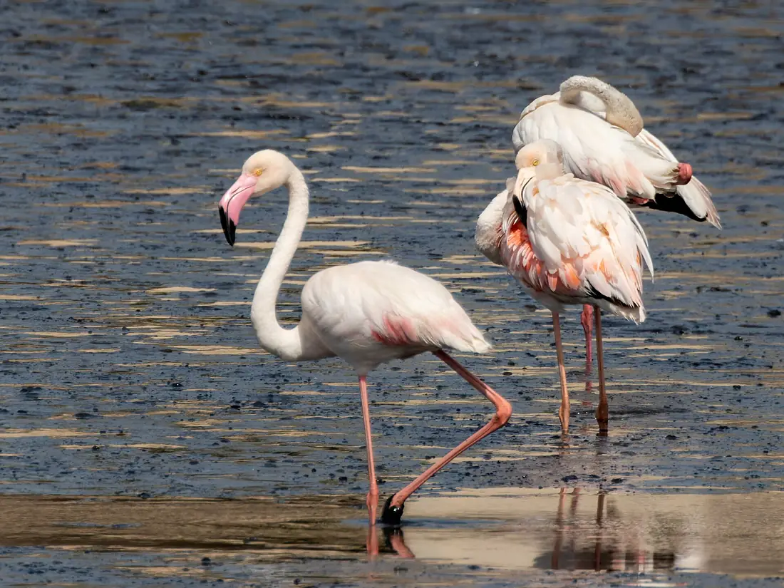 Rosaflamingo Tubli Bay2