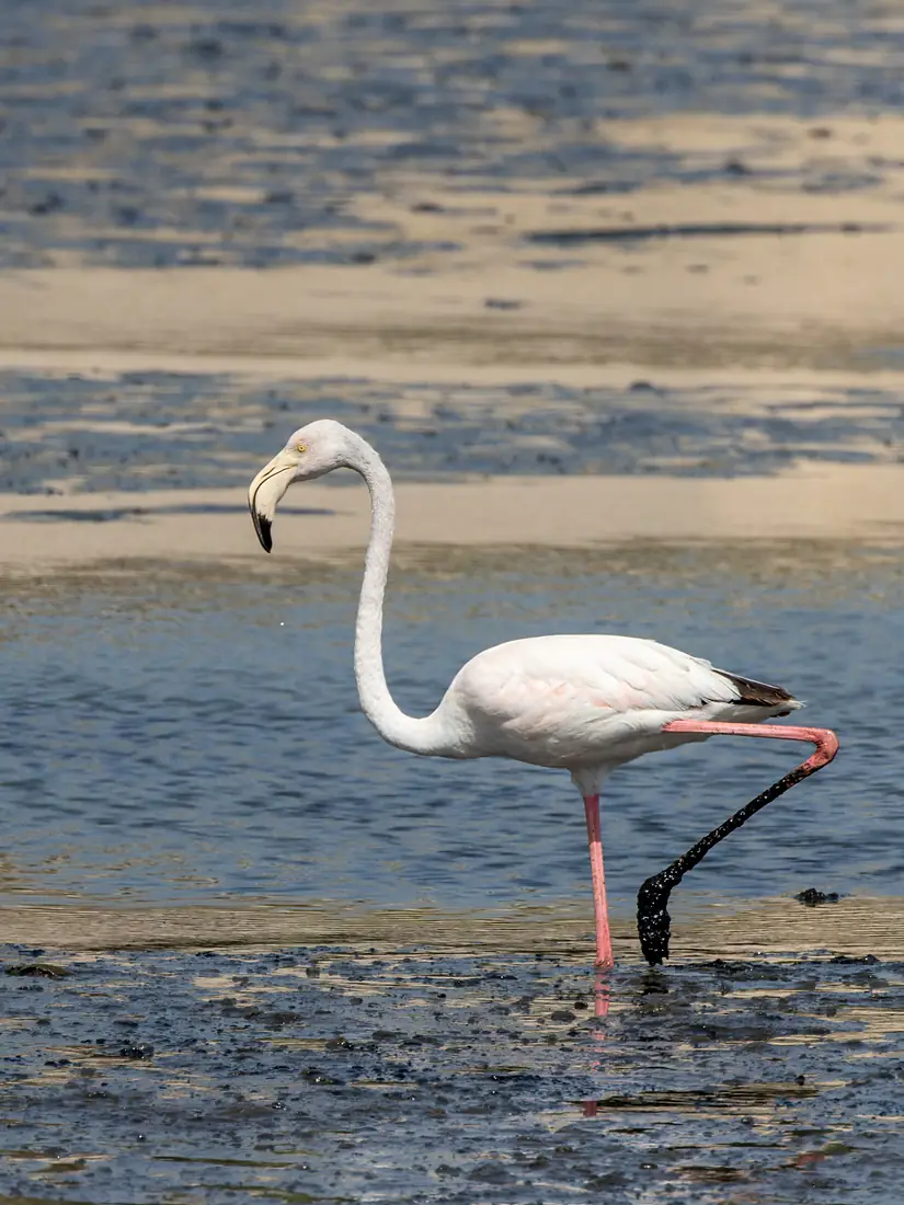 Rosaflamingo Tubli Bay