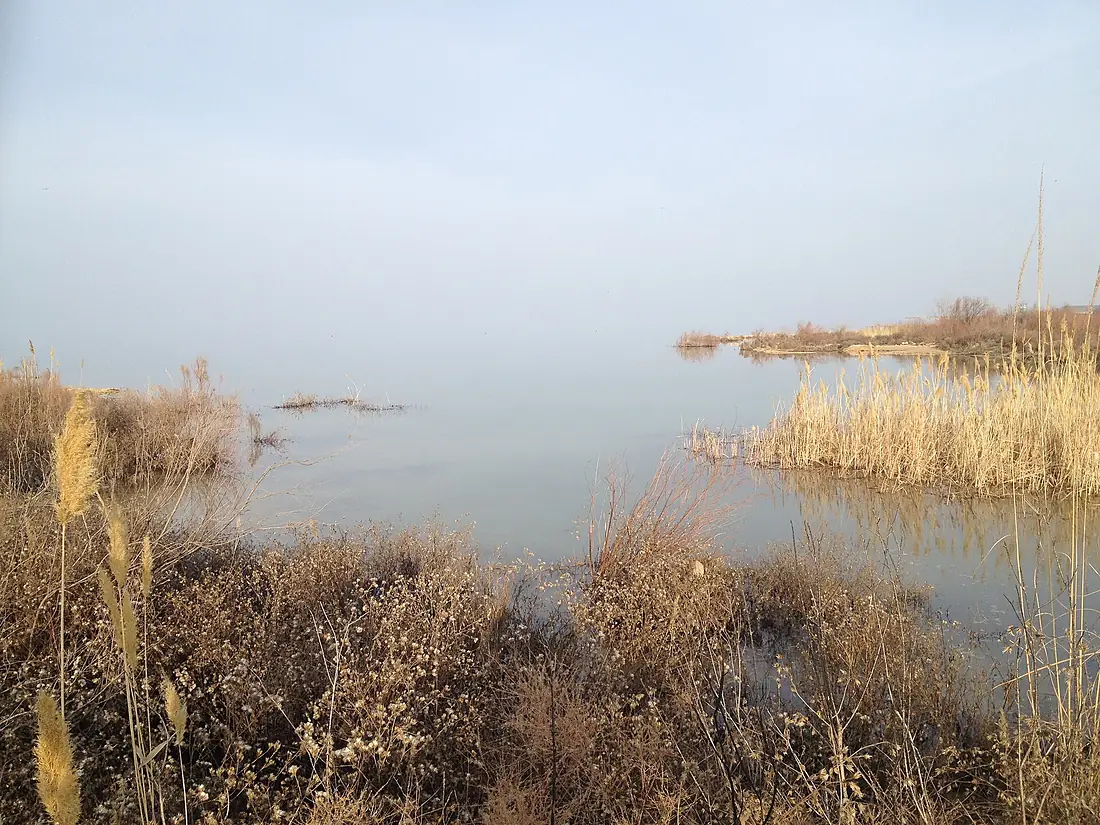 Reedbed near Tudakul
