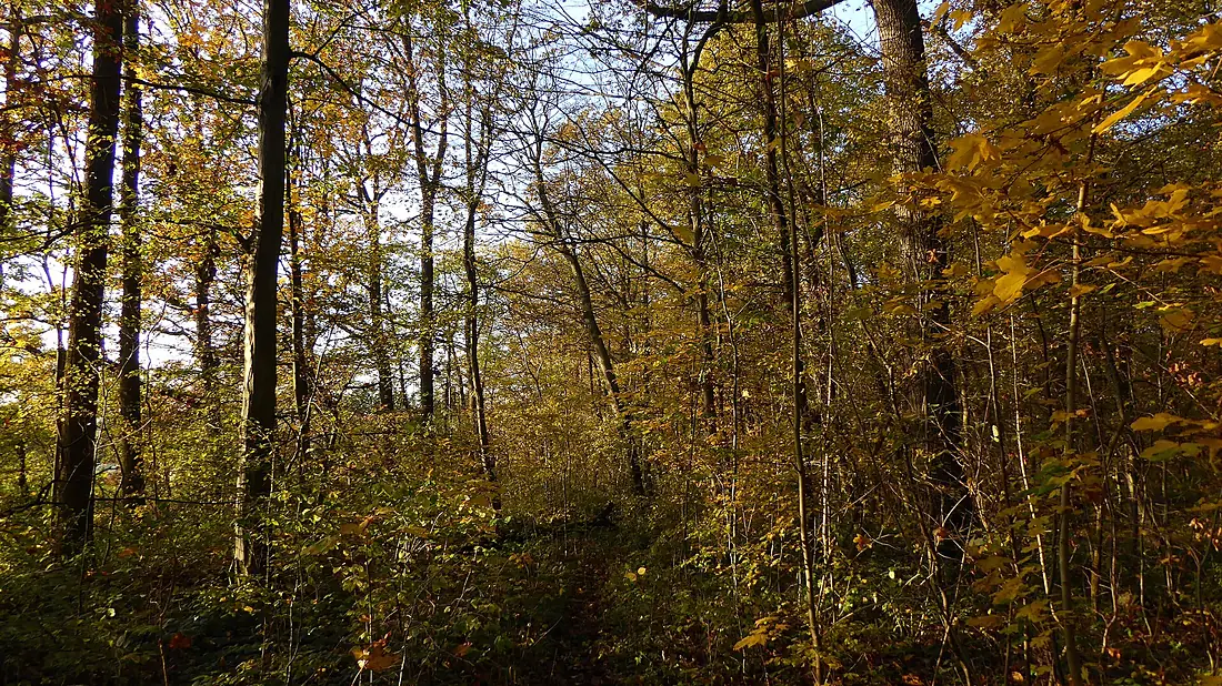 Hartwald 04 Herbstlaub