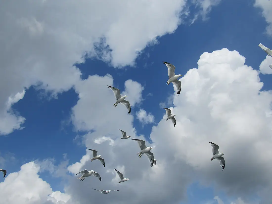 Feeding the Gulls on the Mississippi River. 01