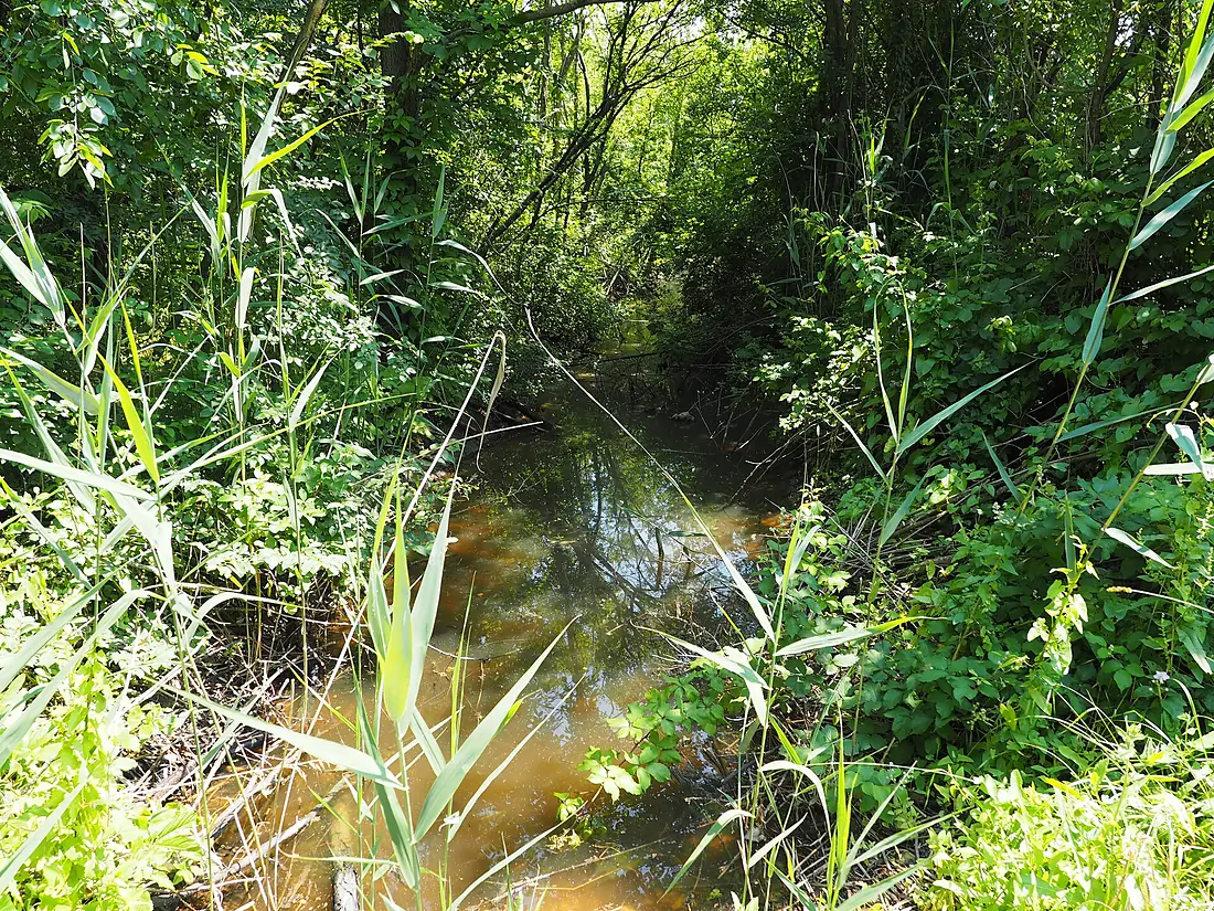 Riserva naturale Valle Cavanata arbusti e rio