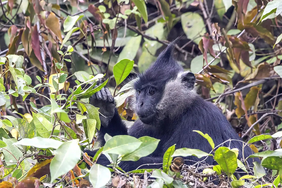 Delacour's langur (Trachypithecus delacouri) Van Long 3