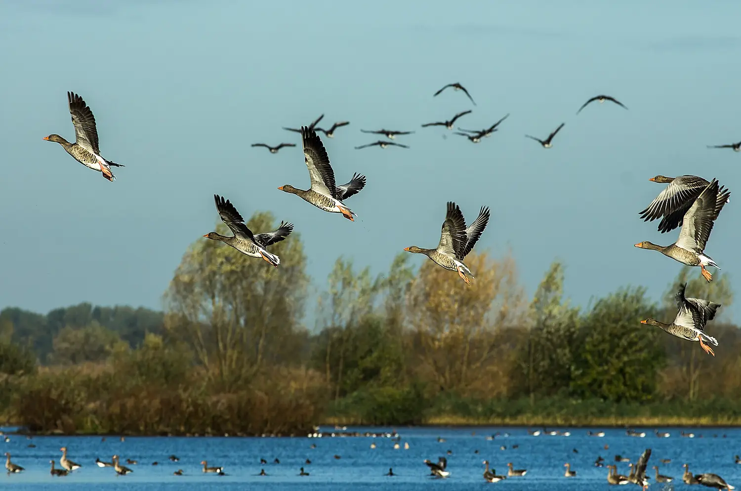 Gänse in den Rieselfeldern 02