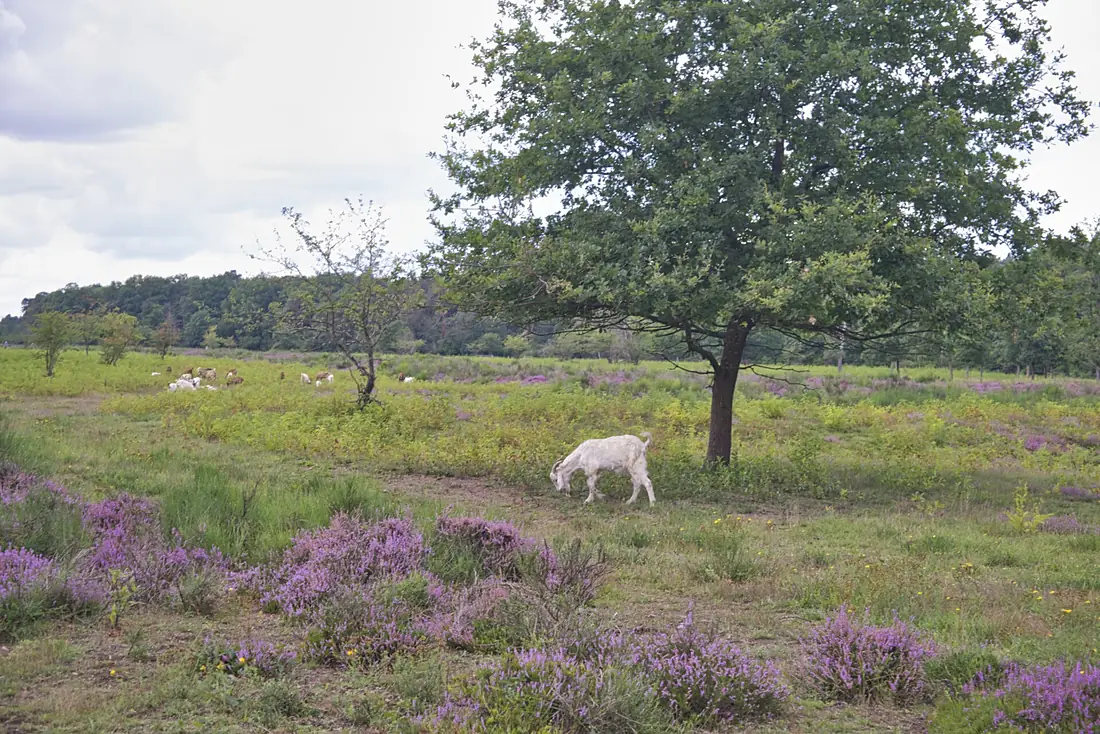Grasende Ziege in der Wahner Heide, Nordschneise