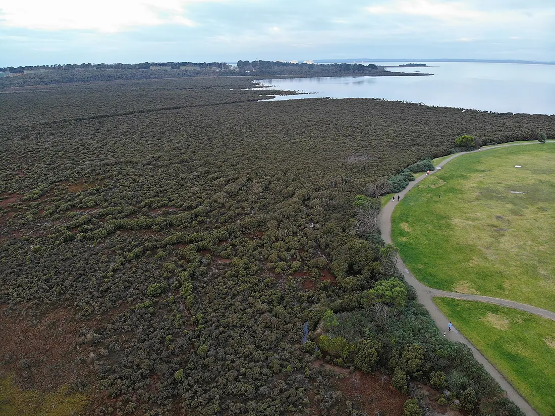 Hastings Nth Mangroves . Mangroves around Westernport Bay, Hastings Victoria 2