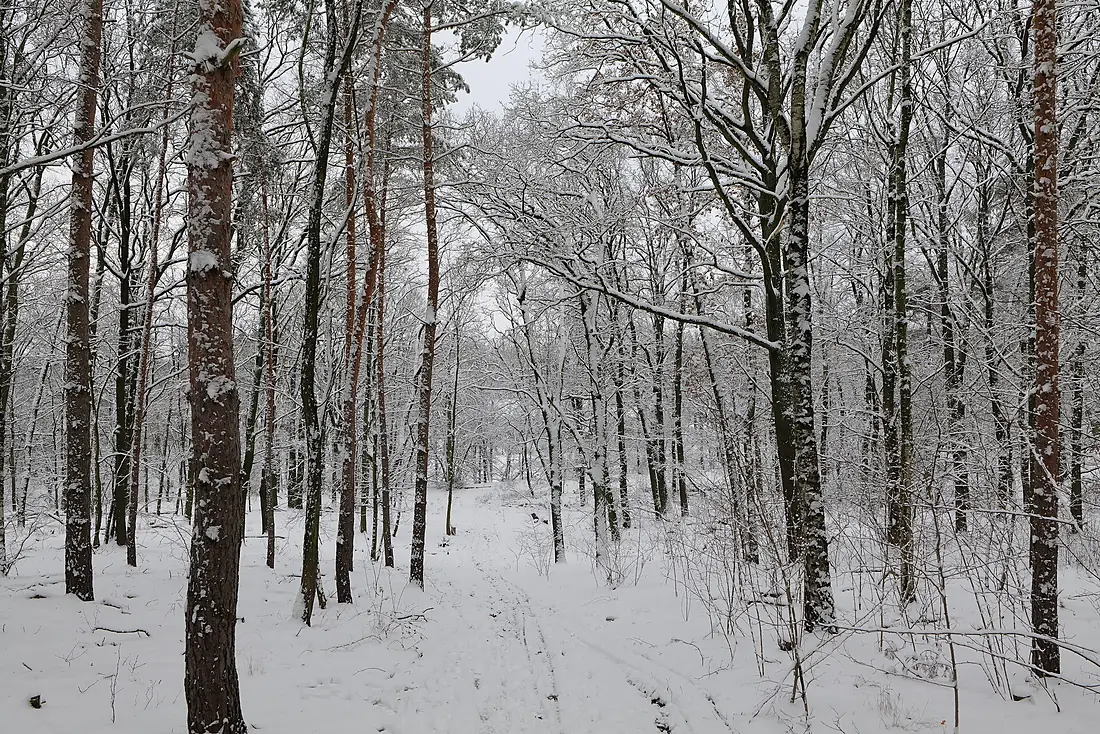Düppeler Forst north of Königstraße with snow 2021-01-30 07